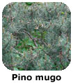 Pino mugo